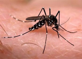 dengue