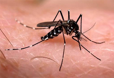 dengue