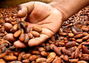 cacao.jpg