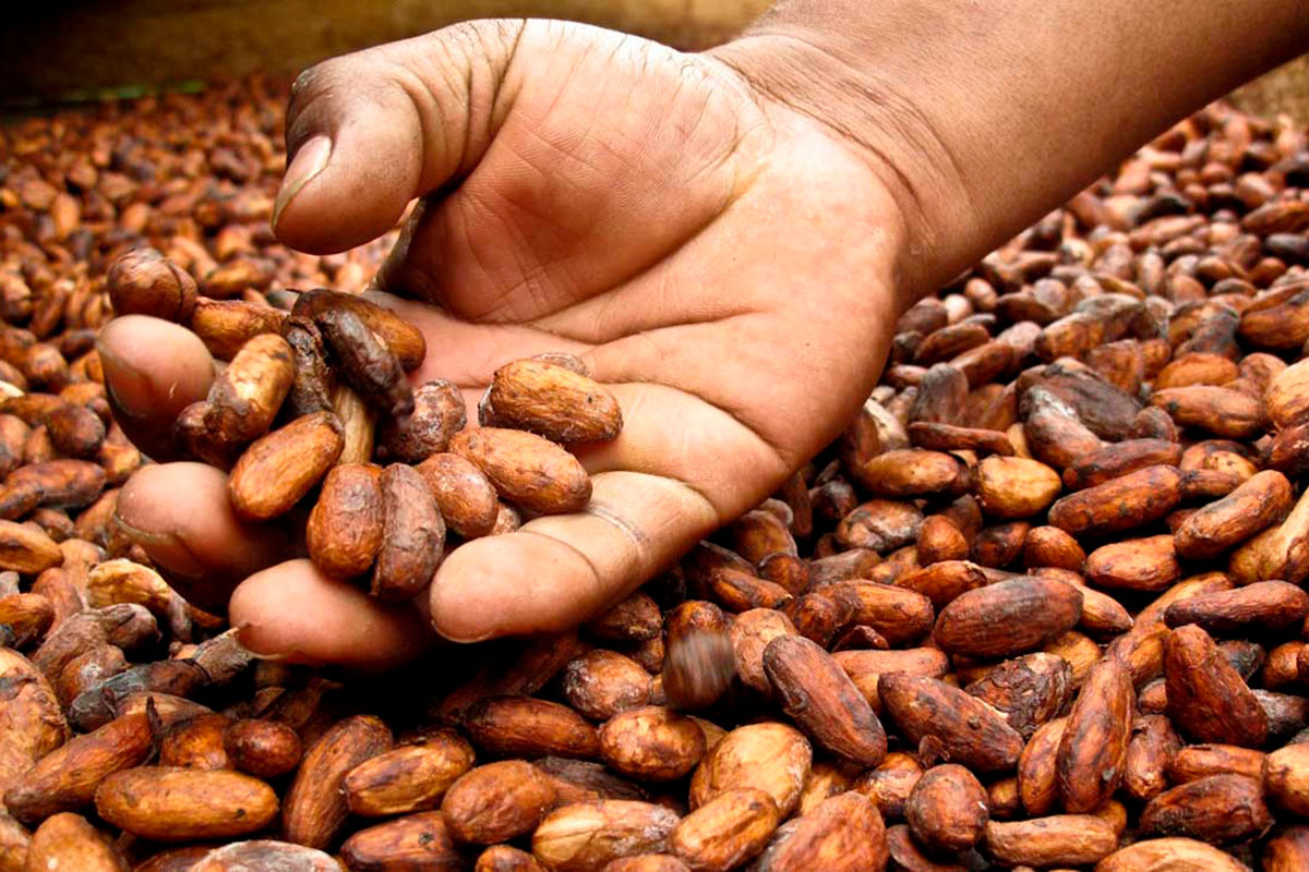 cacao.jpg