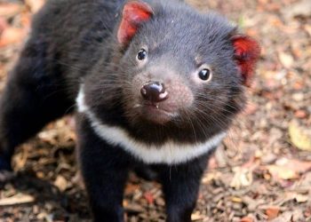 Nacen demonios de Tasmania en Australia continental 3.000 años tras su desaparición
