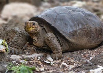 Confirman que tortuga hallada en Galápagos es de una especie considerada extinta