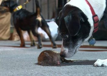 Los asesinos de ratas de Nueva York: perros y sus dueños a la caza de roedores