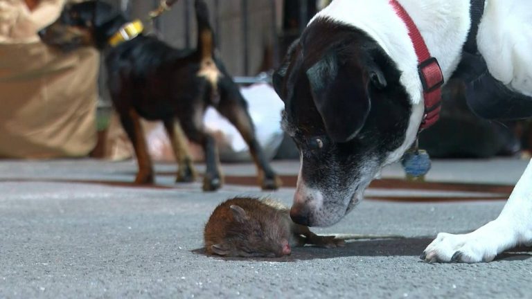 Los asesinos de ratas de Nueva York: perros y sus dueños a la caza de roedores