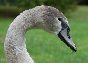 matar y comerse un cisne