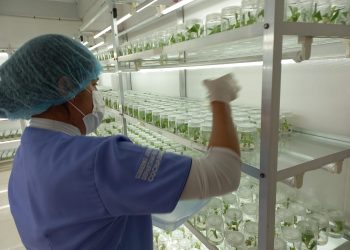 La implementación de la biotecnología avanza en el municipio de San Benito