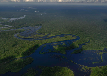 Lula redujo la deforestación en la Amazonía