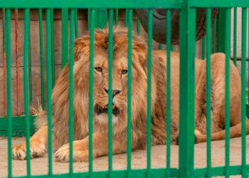 leones_de_ucrania.jpg