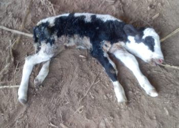 Cerca de 50 reses murieron en el Beni por hipotermia.