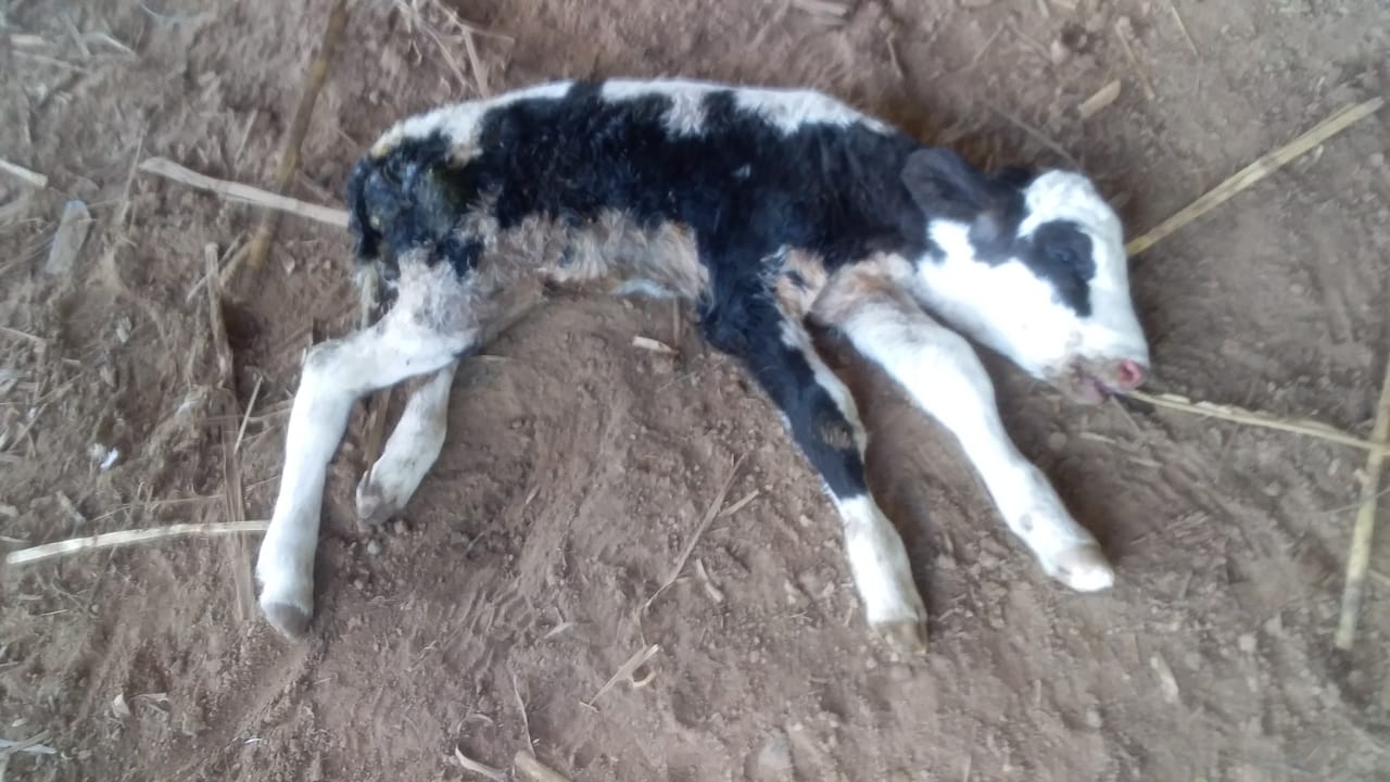 Cerca de 50 reses murieron en el Beni por hipotermia.