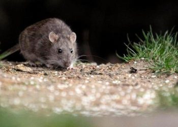 Dos personas mueren por hantavirus en La Paz y se activa alerta
