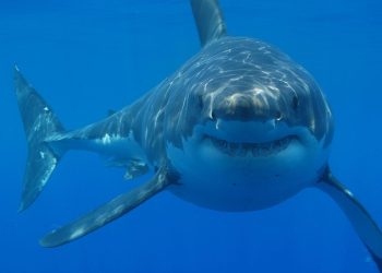 tiburones extinción