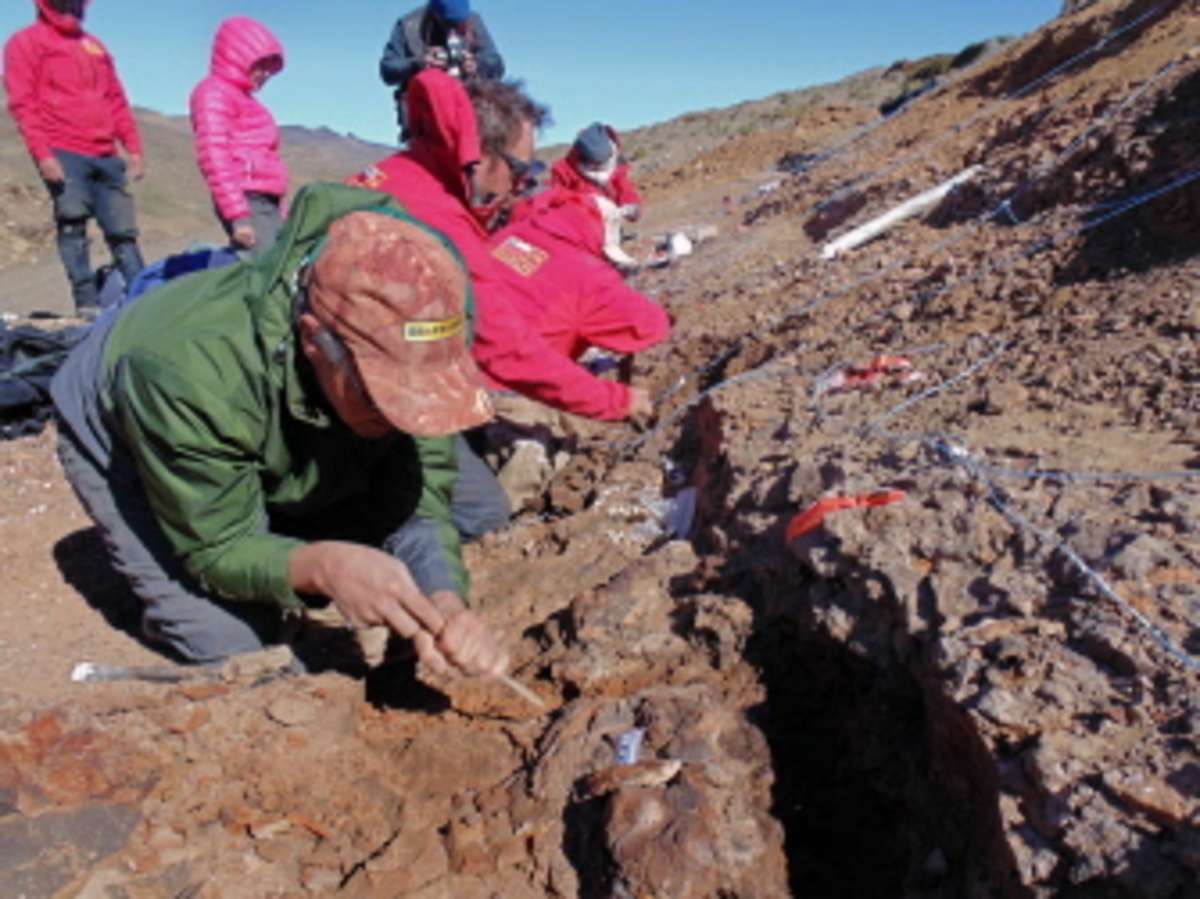 Identifican a ‘Gonkoken nanoi’, dinosaurio con pico de pato que habitó la Patagonia chilena