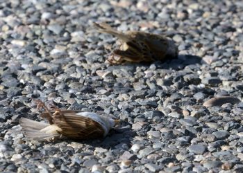 Imagen referencial de muerte masiva de aves en México