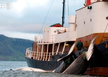 caza_de_ballenas.jpg