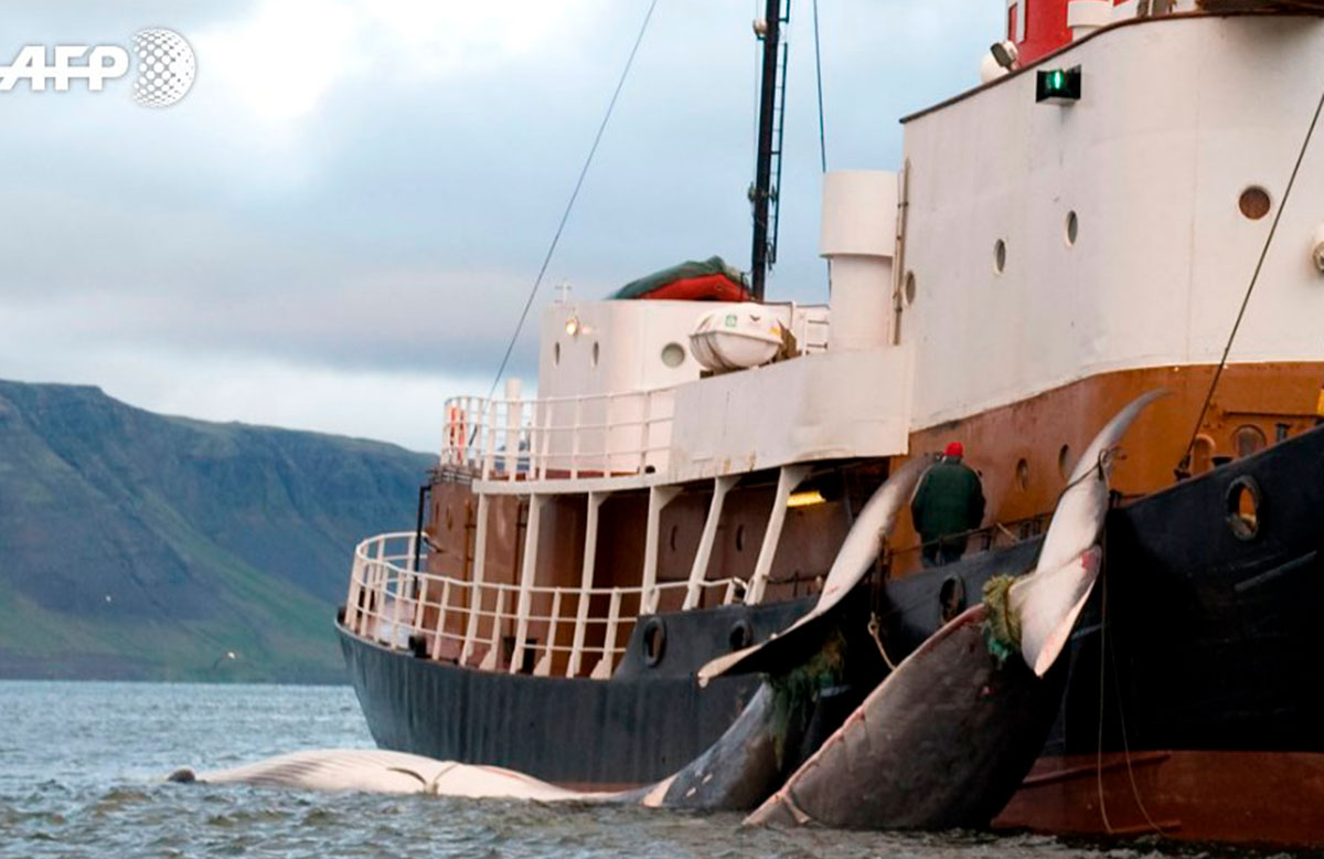 caza_de_ballenas.jpg