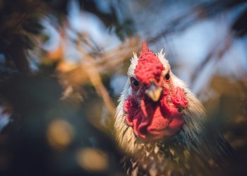 pollo laboratorio