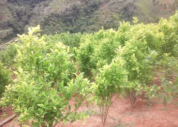 Imagen referencial de cultivos de coca en Perú.