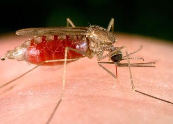La malaria preocupa en La Paz, 189 casos son identificados y se activa plan de contingencia