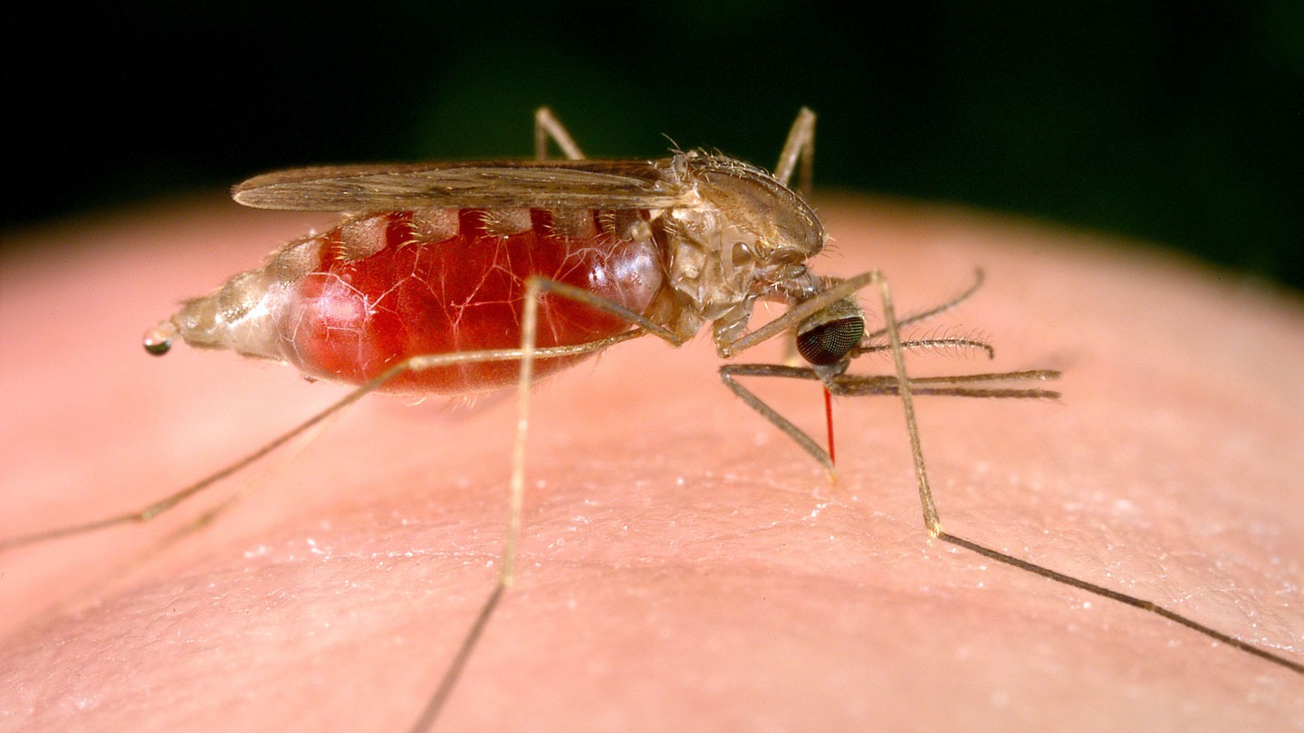 La malaria preocupa en La Paz, 189 casos son identificados y se activa plan de contingencia