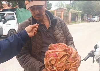 Un agricultor cosechó un camote que pesa ocho kilos.
