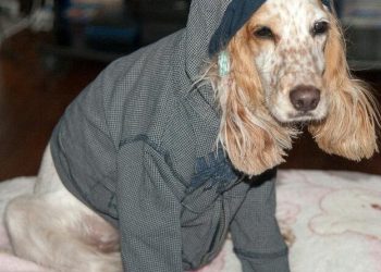 ‘Amigo yo te abrigo’, la campaña que busca donaciones de ropa para las mascotas sin hogar