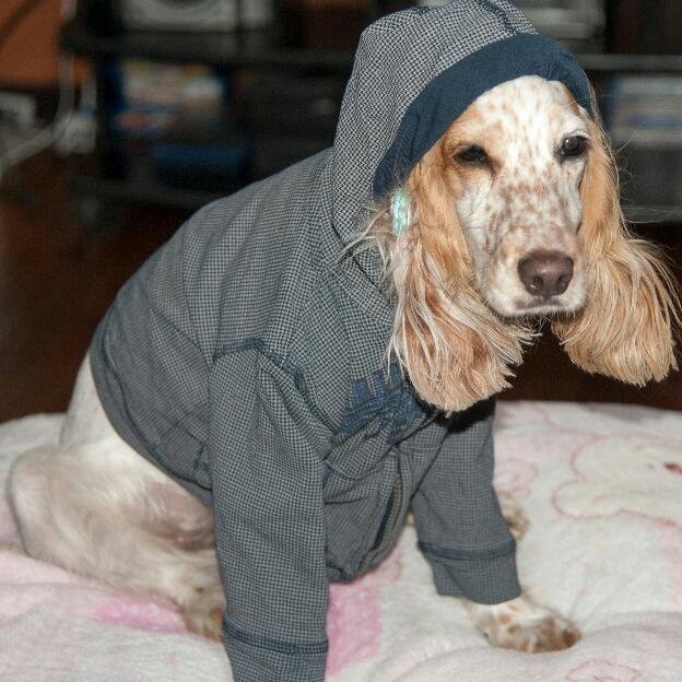 ‘Amigo yo te abrigo’, la campaña que busca donaciones de ropa para las mascotas sin hogar