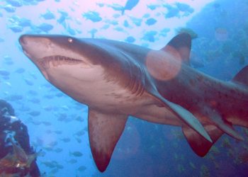 Fauna marina podría incrementar si se protegen áreas especificas afirma Enric Sala