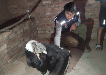 Un cóndor andino fue rescatado por comunarios de Colomi, en Cochabamba.