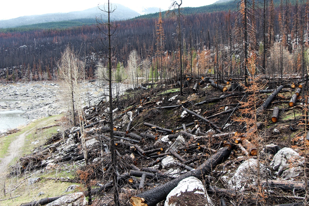 Incendios ‘fuera de serie’ azotan Canadá mientras aumentan las temperaturas