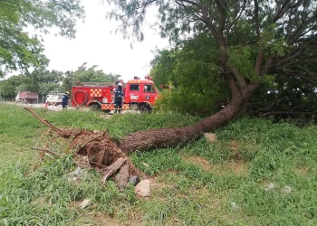 Las lluvias causan la caída de árboles en Santa Cruz