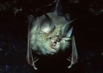 El murciélago bigotudo es portador del virus/Gizmodo