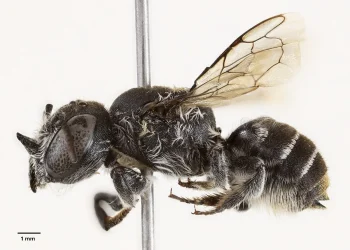 La especie denominada 'Megachile (Hackeriapis) lucifer'/Prendergast y Campbell