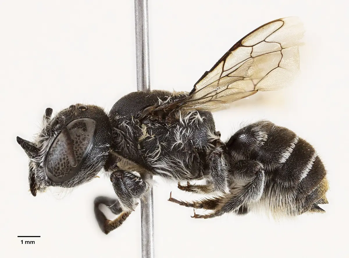 La especie denominada 'Megachile (Hackeriapis) lucifer'/Prendergast y Campbell