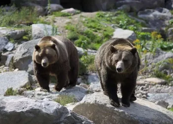 Aumentaron los ataques de osos en Japón/AFP