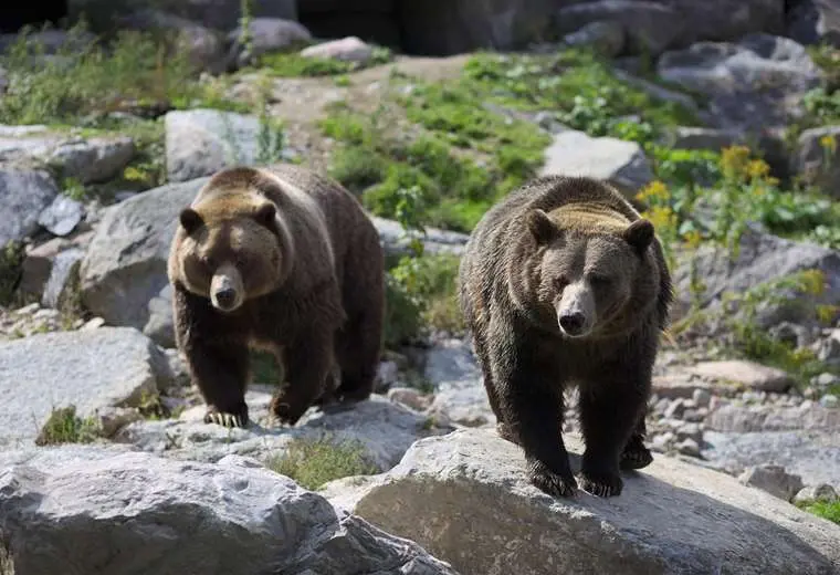Aumentaron los ataques de osos en Japón/AFP