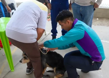 Cochabamba cumplió con la vacunación contra la rabia canina. FOTO: GAMC
