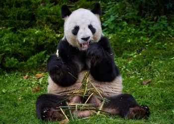 El panda macho Yuan Zi disfruta un refrigerio antes del viaje a China/AFP
