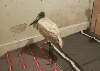Una garza de pico bote rescatada personal técnico de la Gobernación de La Paz. FOTO: GADLP