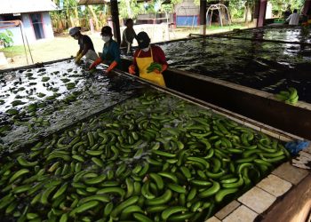 ¿Cuánto crecerán este año los cultivos de alimentos en Cochabamba?