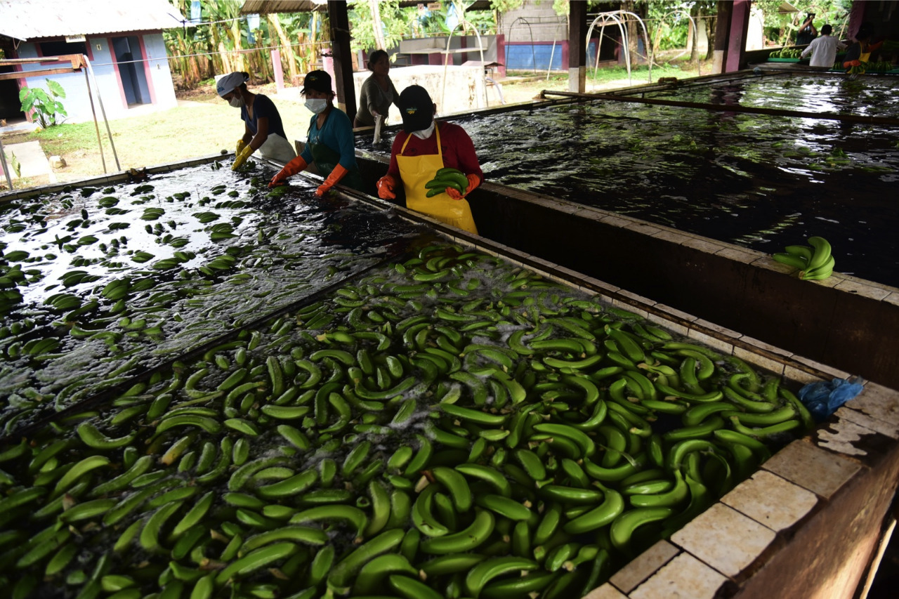 ¿Cuánto crecerán este año los cultivos de alimentos en Cochabamba?