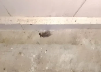 Alcaldía suspende otra vez horno de Ríos tras hallar ratón muerto
