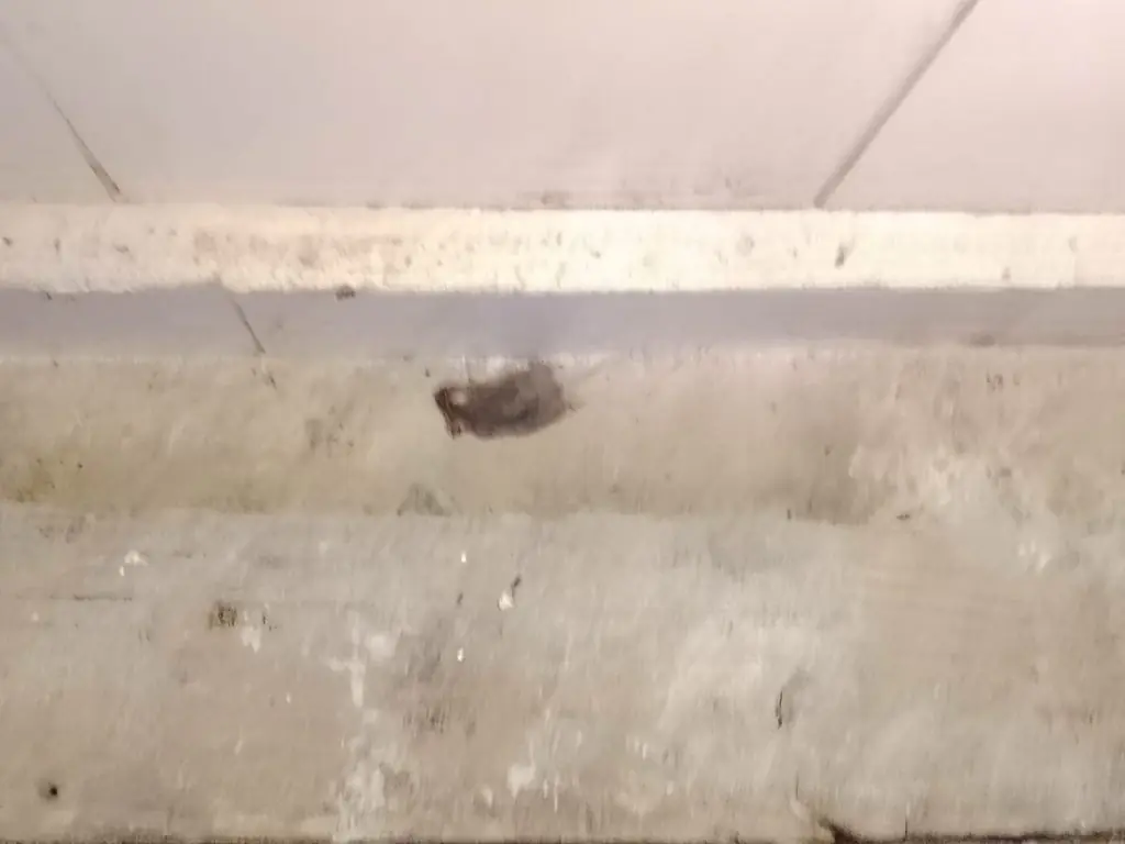 Alcaldía suspende otra vez horno de Ríos tras hallar ratón muerto