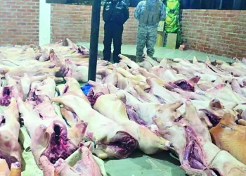 Armada incauta cerdos y asesta golpe al contrabando en el Titicaca