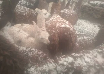 El ganado fue afectado por la granizada/RadioSoberanía