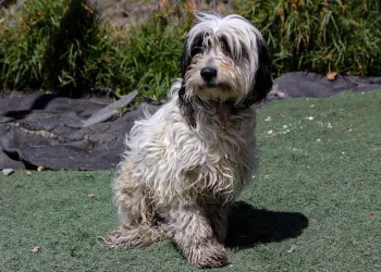 Uno de los canes en adopción en la Casa de la Mascota. FOTO: GAMLP