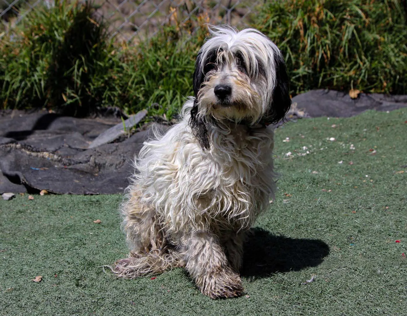 Uno de los canes en adopción en la Casa de la Mascota. FOTO: GAMLP