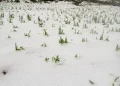 Los cultivos quedaron cubiertos de granizo/RRSS