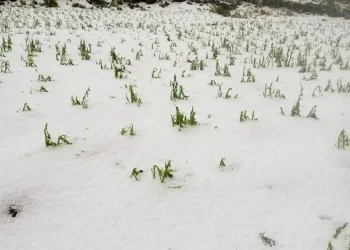 Los cultivos quedaron cubiertos de granizo/RRSS