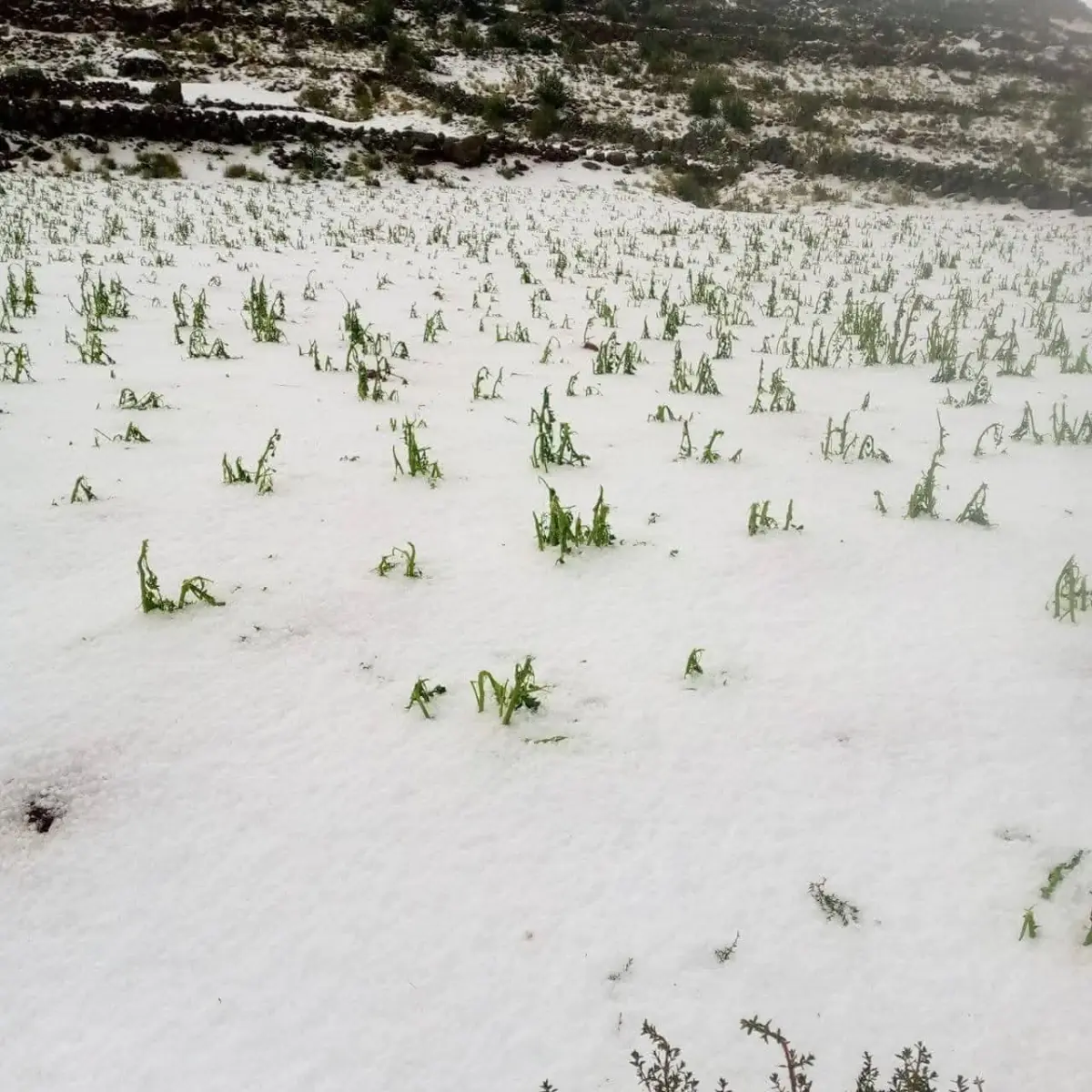 Los cultivos quedaron cubiertos de granizo/RRSS